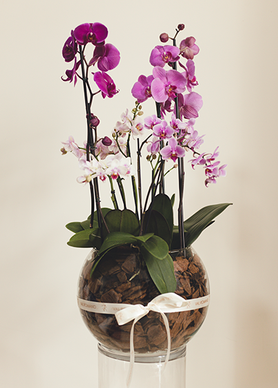 JARDIM DE ORQUÍDEAS G TONS DE ROSA