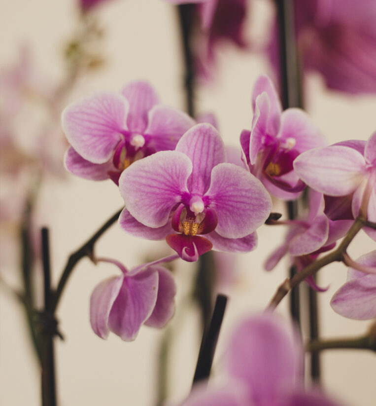 JARDIM DE ORQUÍDEAS G TONS DE ROSA