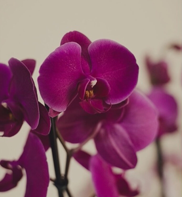 JARDIM DE ORQUÍDEAS G TONS DE ROSA