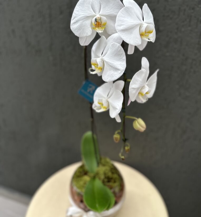 ORQUÍDEA CASCATA BRANCA 1 HASTE