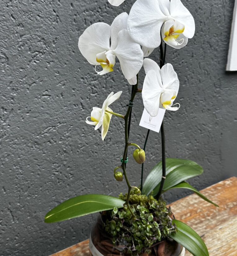 ORQUÍDEA CASCATA BRANCA 1 HASTE