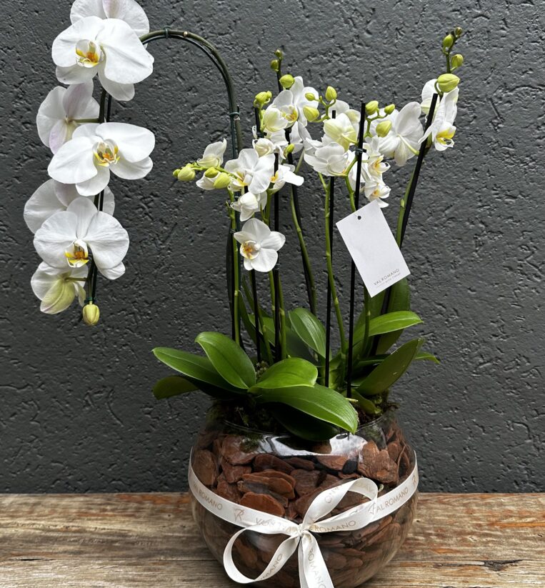 ORQUÍDEA BRANCA MIX HASTES