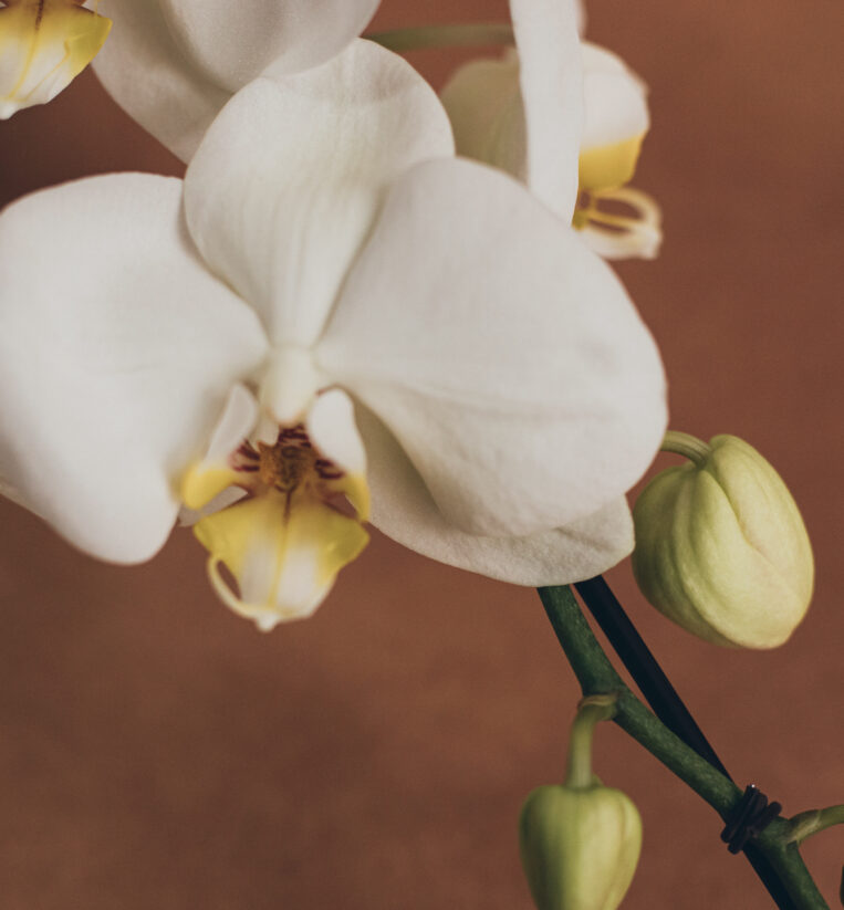 ORQUÍDEA CASCATA BRANCA 2 HASTES