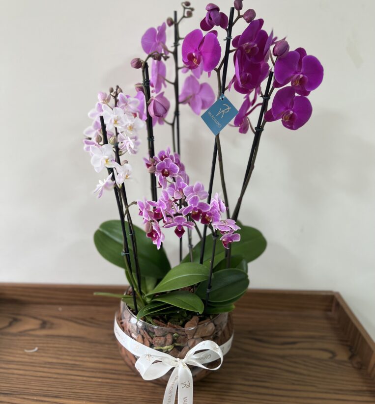 JARDIM DE ORQUÍDEAS M TONS DE ROSA