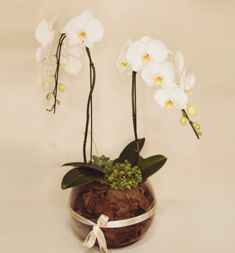 ORQUÍDEA CASCATA BRANCA 2 HASTES