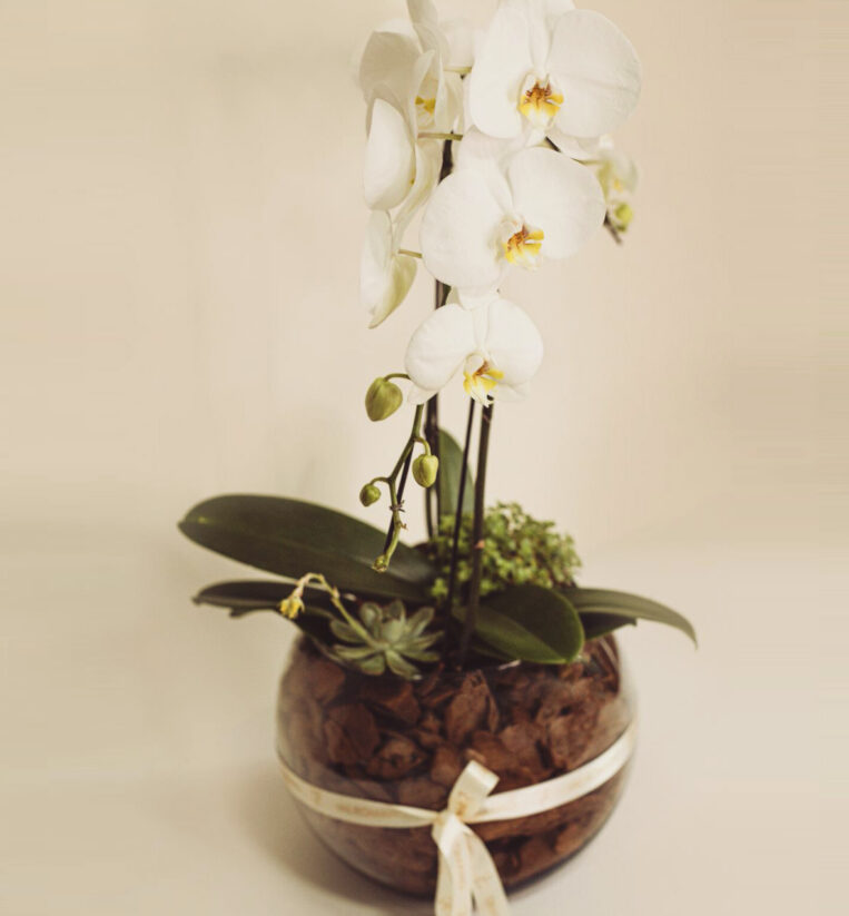 ORQUÍDEA CASCATA BRANCA 2 HASTES